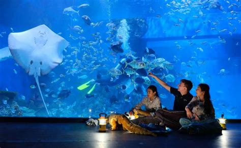 seaworld vs jakarta aquarium